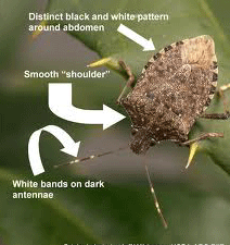 brown marmorated stink bug 