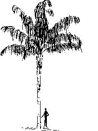 Queen Palm