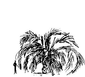 Pindo Palm