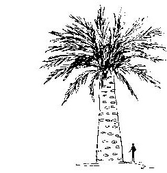 Chilean Wine Palm