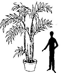 Costa Rica Parlor Palm