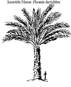 Date Palm