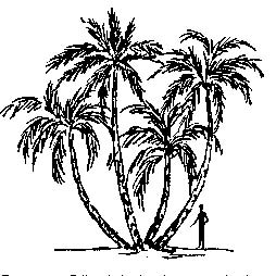 Senegal Date Palm