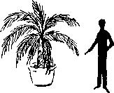 Pygmy Date Palm