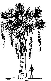 Mexican Blue Palm