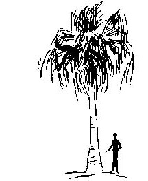 Guadalupe Fan Palm