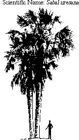 Sonoran Palmetto