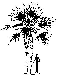 Windmill Palm