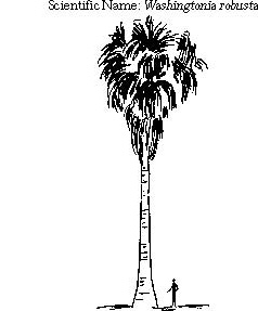 Mexican Fan Palm