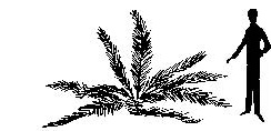Dioon