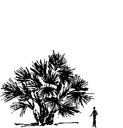 Mediterrean Fan Palm