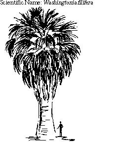 California Fan Palm