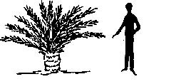 Sago Palm