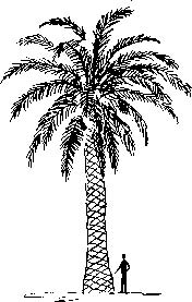 Canary Island Date Palm