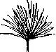 Fan Palms