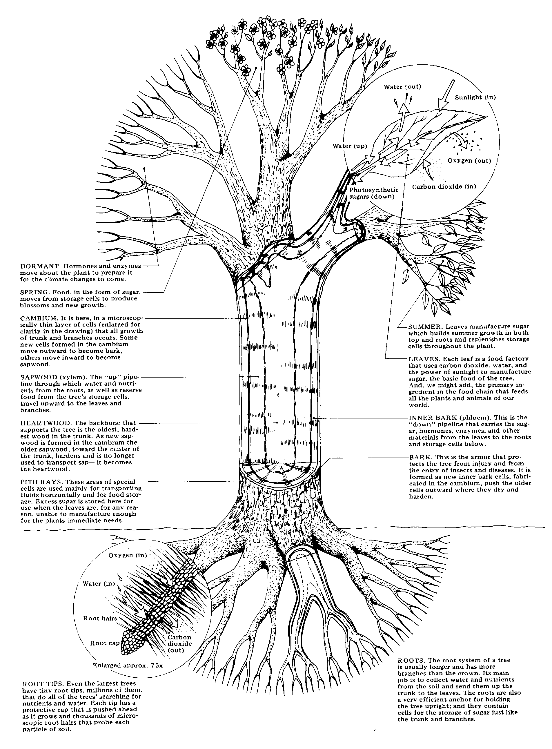 Root Tip Diagram