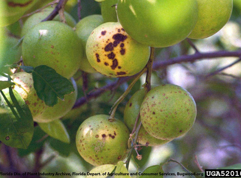 Citrus chlorotic dwarf virus | Warners Tree Surgery (480) 969-8808