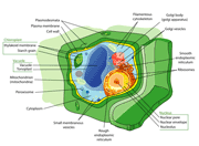 The plant cell